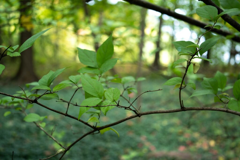 Cultivating Calm: Why Leaning Into Nature Benefits Everyone, Everywhere